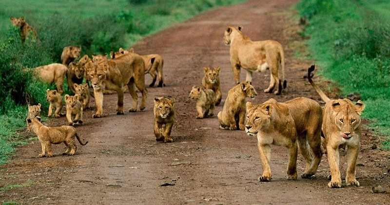 lion-pride-tanzania-tour-safaris